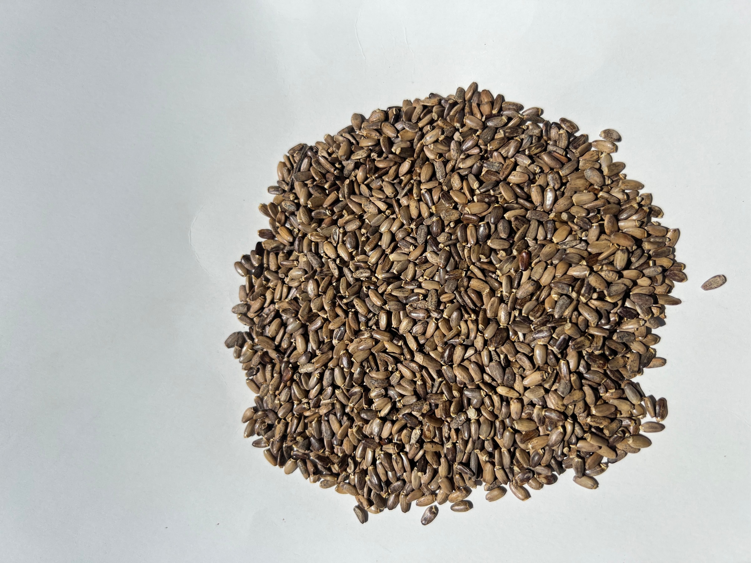 Organic Milk Thistle