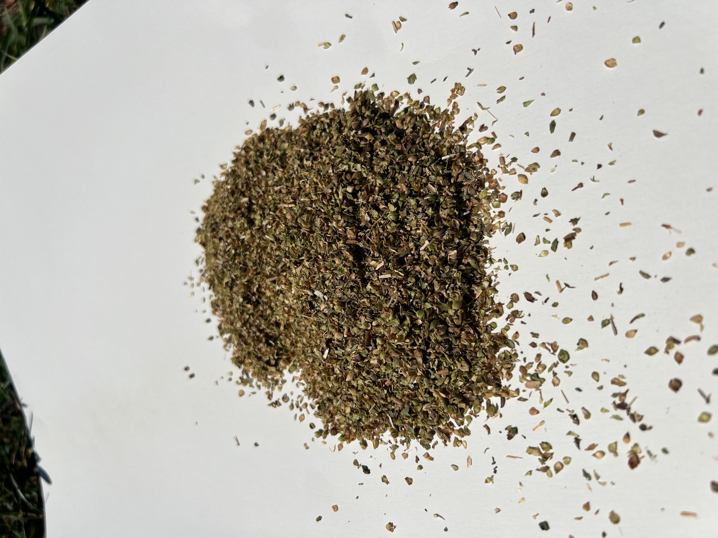 Organic Oregano